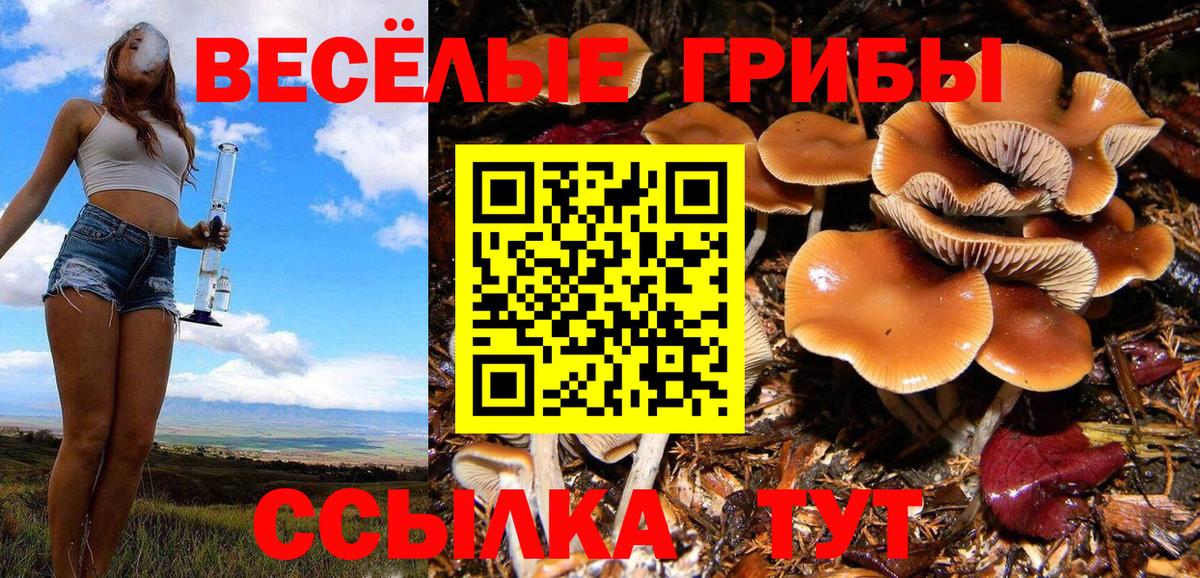 Кудрово  наркотики  Псилоцибиновые грибы ЛСД  Вход с VPN  Псилоцибиновые грибы ЛСД 